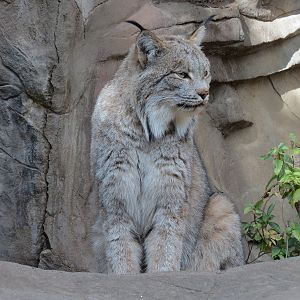 Minnesota Trail - Canada Lynx