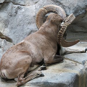 Tropics Trail - Transcaspian Urial