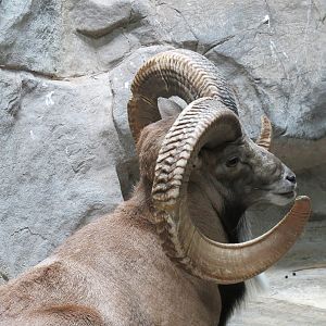 Tropics Trail - Transcaspian Urial