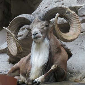 Tropics Trail - Transcaspian Urial