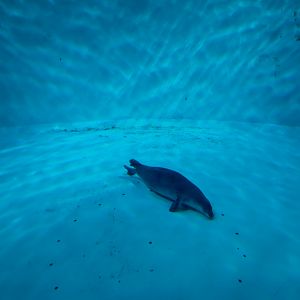 Discovery Bay - Hawaiian Monk Seal