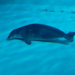 Discovery Bay - Hawaiian Monk Seal