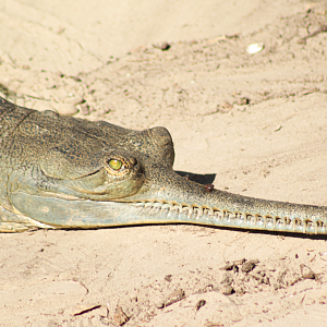 Oct. 2020 - Asian Gardens - Indian Gharial