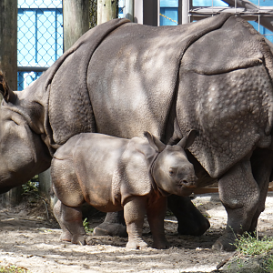 Oct. 2020 - Asian Gardens - Indian Rhinos (Jaime & Gronk)