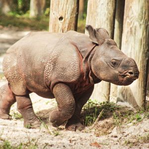 Oct. 2020 - Asian Gardens - Baby Indian Rhino (Gronk)