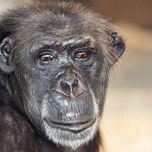 Chimpanzee 'Hannah'