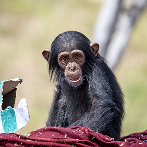 Chimpanzee 'Hope'