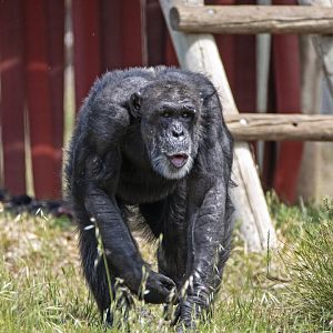 Chimpanzee 'Gombe'