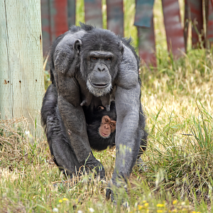 Chimpanzees 'Zombi' and 'Zola'