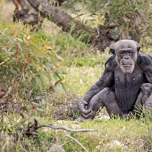 Chimpanzee 'Tsotsi'