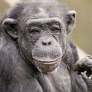 Western chimpanzee 'Galatea'