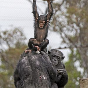 Chimpanzees 'Hope', 'Sandali' and 'Galatea'