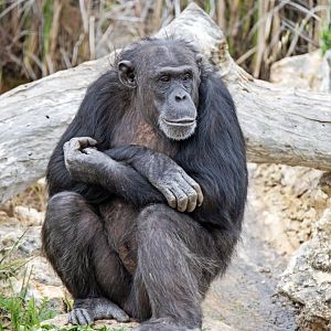 Chimpanzee 'Lani'