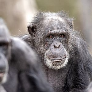 Chimpanzee 'Sandali'