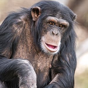 Chimpanzee 'Zuri'