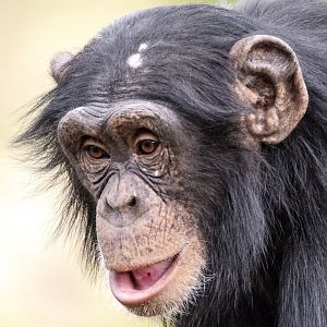 Chimpanzee 'Enzi'