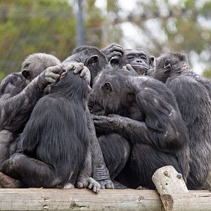 Chimpanzees