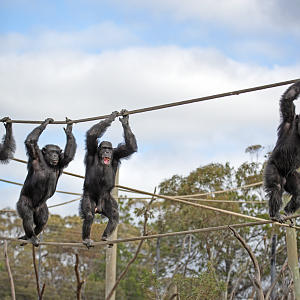 Chimpanzees