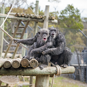 Chimpanzees 'Tsotsi' and 'Sandali'