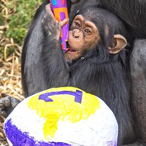 Chimpanzee 'Zola' on her first birthday