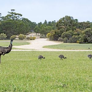 Wild Emu