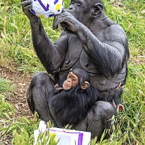 Chimpanzees 'Zombi' and 'Zola'