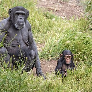 Chimpanzees 'Zombi' and 'Zola'