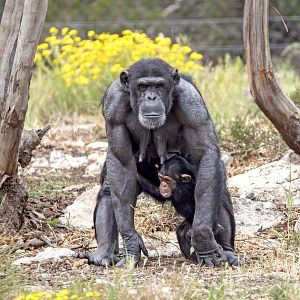Chimpanzees 'Zombi' and 'Zola'