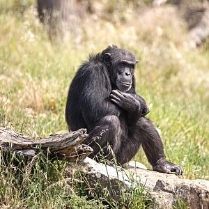 Chimpanzee 'Lani'