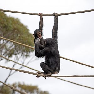 Chimpanzees 'Hope' and 'Enzi'
