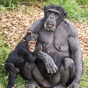 Chimpanzees 'Zombi' and 'Zola'