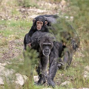 Chimpanzees 'Hannah' and 'Hope'