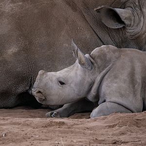 Southern White Rhinoceros 'Eshe'