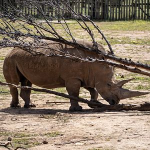 Southern White Rhinoceros 'Satara'