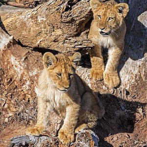 African Lions
