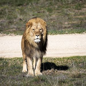 African Lion