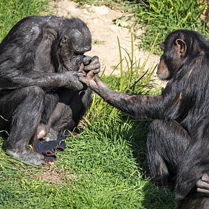Chimpanzees 'Boyd' and 'Zuri'