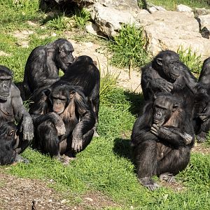 Chimpanzees