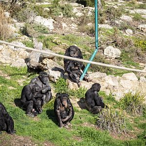 Chimpanzees