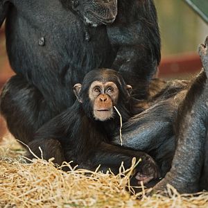 Chimpanzee 'Zola'