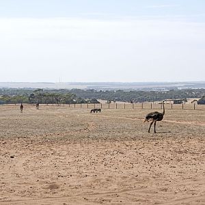 Ostrich in off-limits exhibit