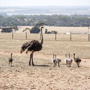 Ostrich in off-limits exhibit