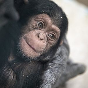 Chimpanzee 'Zola'