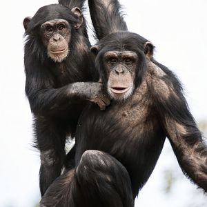Chimpanzees 'Enzi' and 'Zuri'