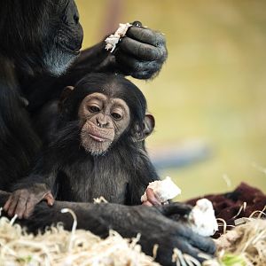 Chimpanzees 'Hannah' and 'Hope'