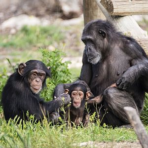 Chimpanzees 'Enzi', 'Hope' and 'Hannah'