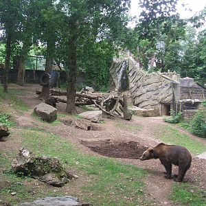 Bear Enclosure