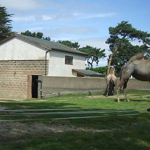 Camel House and Paddock