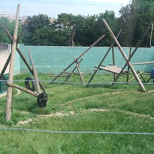 Chimp enclosure