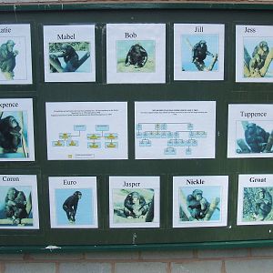 Chimp Info board